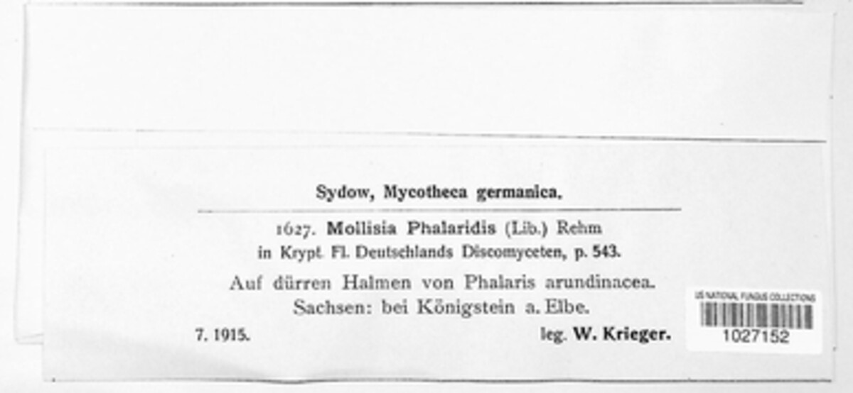Calycellina phalaridis image